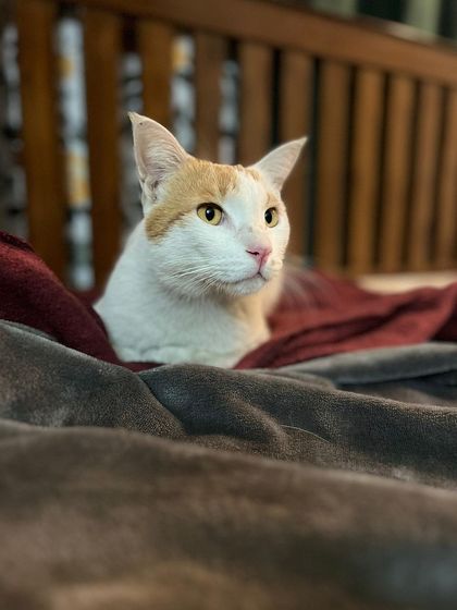 Lily looking comfortable and alert in her cozy bed. It's rewarding to see a cat go from nervous to relaxed during their stay.