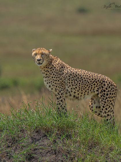 A cheetah pauses and looks back. The direct eye contact is what elevates this from a simple sighting to a powerful portrait. My gear ensures that even at a distance, the eyes are perfectly sharp.