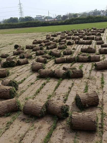 Freshly harvested grass rolls lined up and ready for transport. This is what a typical order looks like before it's loaded for delivery.