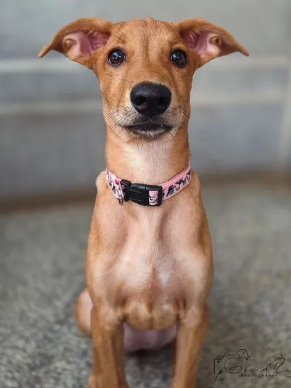 The soulful, trusting eyes of an Indie puppy. This is why I do what I do. My portrait sessions are about creating a calm space where your pet feels comfortable enough to let their true personality shine through for the camera.