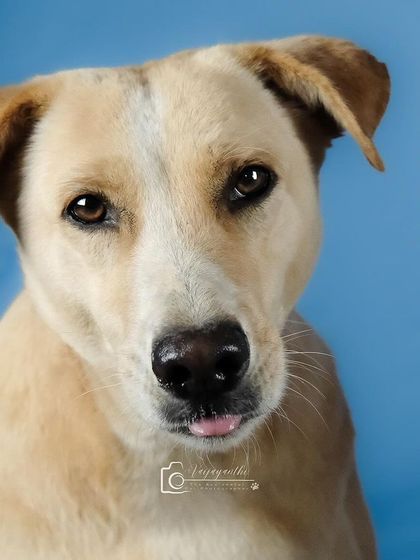 A sweet indie dog with a tiny bit of tongue sticking out. This studio portrait is full of subtle character.