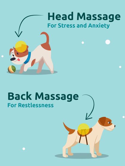 A head massage can help with stress and anxiety, while a gentle back massage can soothe restlessness. Learning these techniques can help you calm your dog.