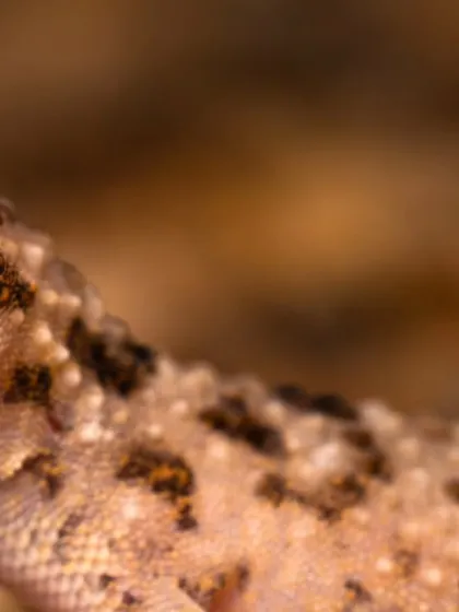 A macro shot showing the beautiful, spotted pattern on a gecko's back.