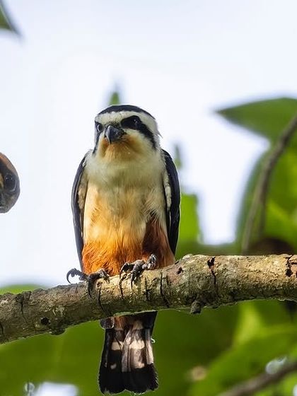 A trio of Collared Falconets, showcasing their social behavior.