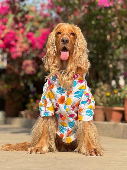 A fun AI-generated photo of Posto, transforming his festive Holi picture into an animated masterpiece.