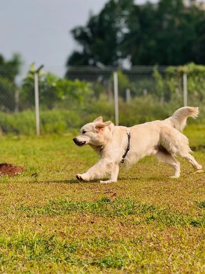 The Pawsome Camp - Dog Daycare & Boarding The Pawsome Playground: 2 Acres of Freedom photo 10