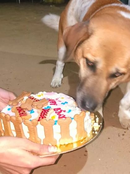 A close-up of a birthday dog getting the first taste of their special cake. These intimate moments are what make private parties so special.