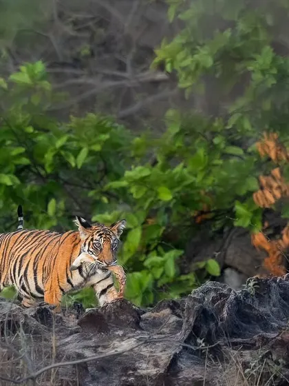 The Siddhababa female from Bandhavgarh navigating the rocky terrain of her territory.