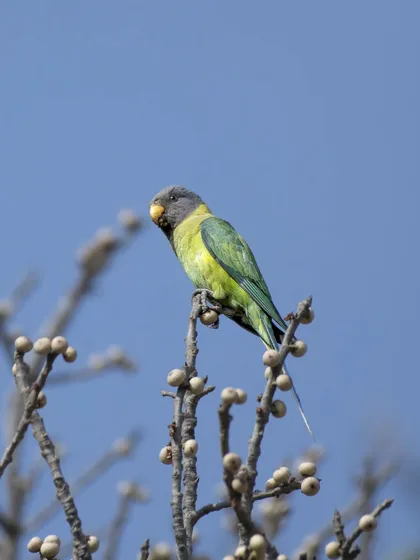 A Plum-headed Parakeet perched on a fruiting tree.