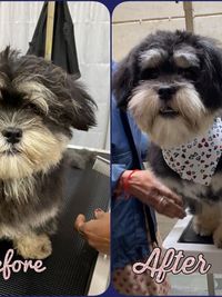 Dog Grooming & Styling