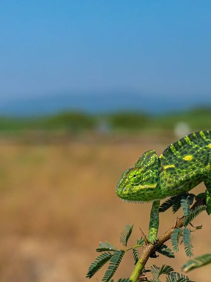 An Indian Chameleon in a thorny bush against the backdrop of the dry grasslands. This wide shot emphasizes the connection between the animal and its environment.