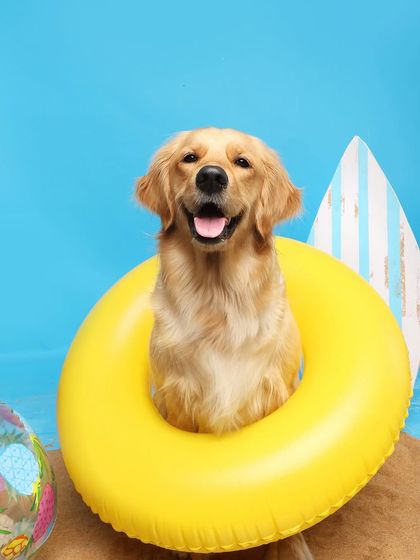 Priyanka - Themed & Special Occasion Pet Photography Imaginative Studio Sets photo 10