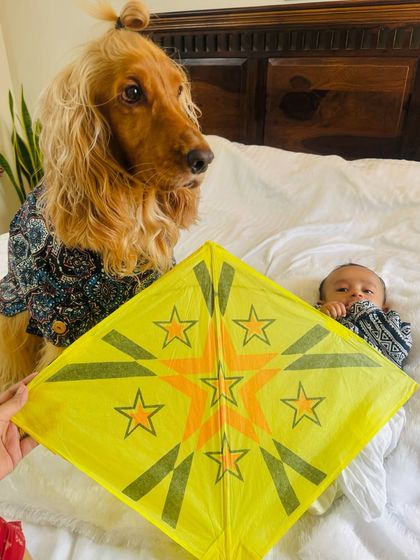 A playful moment with a kite for Makar Sankranti. Posto seems very interested in this new toy.