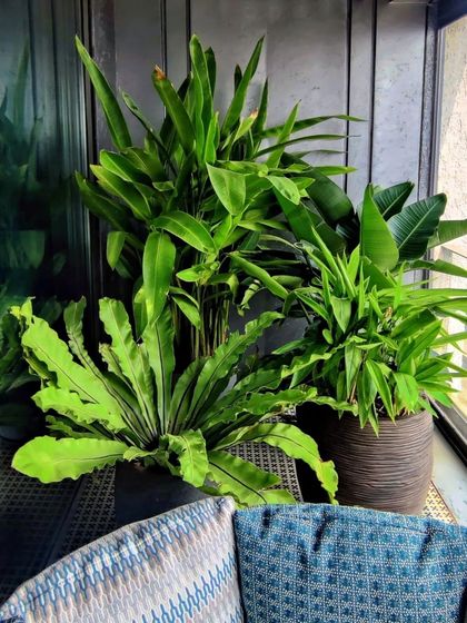 Who knew a Mumbai balcony could hold this much calm? This corner features a mix of lush, tropical plants like Bird of Paradise and ferns, creating a peaceful escape from the city.