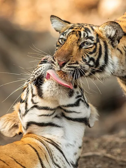 Wildlife photography is not just about grand action, it's about capturing intimate moments. Here, a tigress grooms her cub in Ranthambore, a display of tenderness that tells a deeper story. We take the time to observe these behaviors, leading to more meaningful photographs.