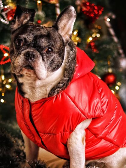 Even our furry family members can get in on the holiday fun. This festive pet portrait features a stylish French Bulldog in a red winter jacket, posing in front of the Christmas tree.