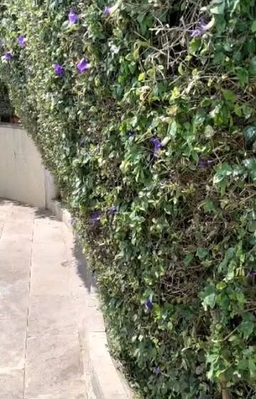 A beautifully maintained hedge wall full of lush green leaves and delicate purple flowers. Regular trimming keeps hedges like this dense, healthy, and looking their best.
