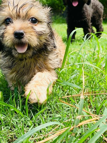 A happy, playful puppy running through the grass, ready for adoption.