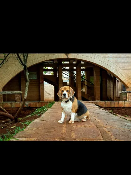 My background as an architect helps me see the beauty in structure and lines, even when my subject is a beagle with his own agenda. I love combining a pet's personality with a compelling environment to create a truly unique portrait.