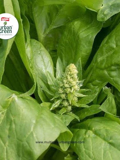 Multiplex Urban Green - Organic Gardening Supplies Grow Your Own Vegetables & Herbs photo 18