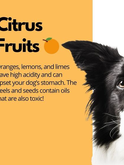 Oh My Dawg - Pet Supplies Nutrition: Food, Treats & Recipes photo 20