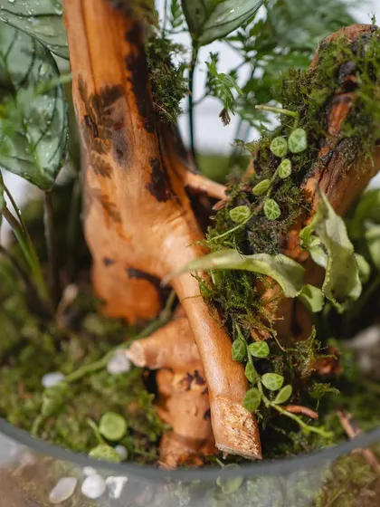 Another detail shot of the cloche terrarium, showing the interplay between the wood, moss, and various plant leaves. Adding green spaces like this can truly boost your mood.