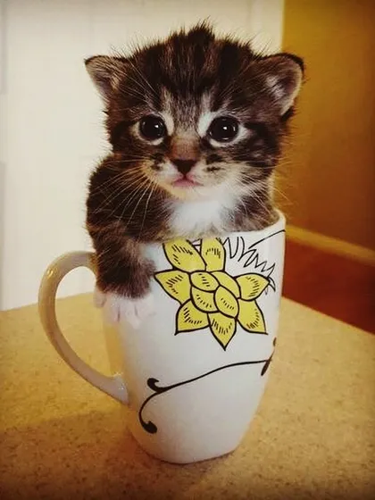 We believe feline friends are family too. This tiny, adorable kitten peeking out of a teacup represents the cats and kittens we help place in loving homes. We can guide you through the process of cat adoption.