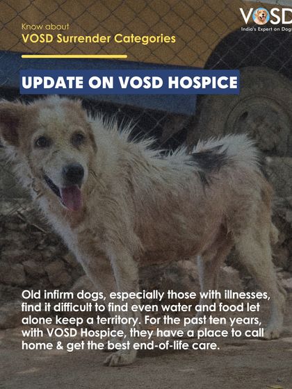 Old, infirm dogs find it difficult to survive on the streets. For the past ten years, our VOSD Hospice has been a place they can call home and receive the best possible end-of-life care.
