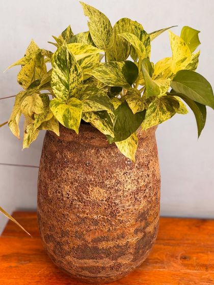 This rustic, textured brown planter provides a beautiful, earthy contrast to the bright yellow and green variegation of the Golden Pothos.