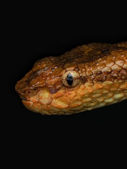 Rainforest Rendezvous: Macro & Herping photo 10