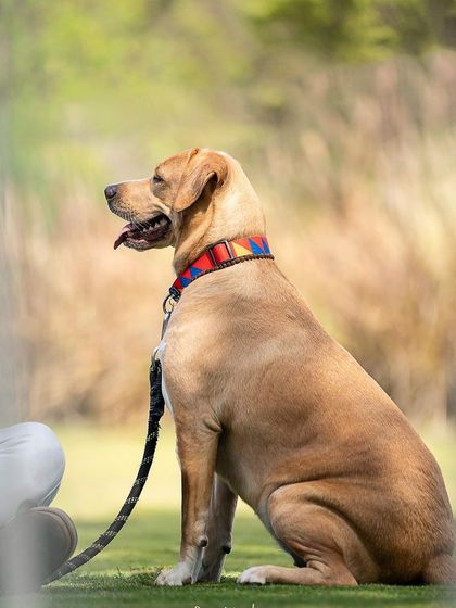 Pragalbh - Animal Rescue & Advocacy Photography Paws & Peaks: Outdoor Adventures photo 19