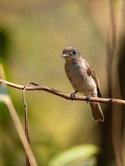 An Asian Brown Flycatcher, a migratory visitor, patiently waiting on a branch. Its large eyes are perfect for spotting insects.