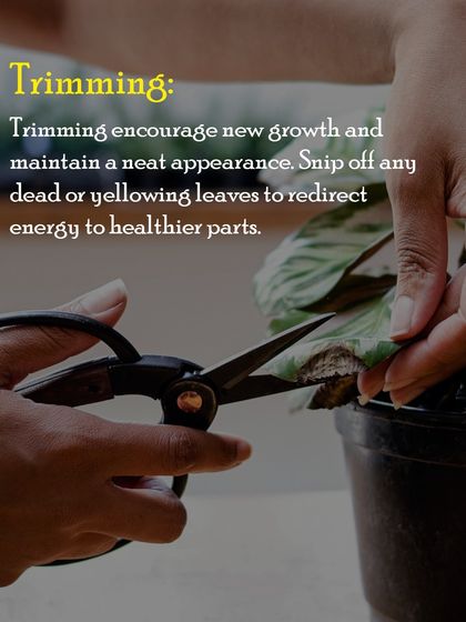 Trimming your plants helps encourage new growth and maintains a neat look. I recommend snipping off any dead or yellowing leaves to redirect energy to healthier parts of the plant.