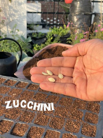 Zucchini seeds are large and easy to handle. I sow them about an inch deep in my seedling mix to ensure they germinate well.