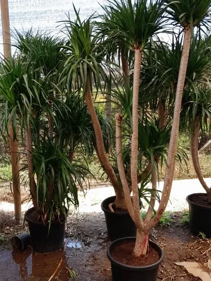 The Dragon Tree (Dracaena Draco) is one of the unique specimens you can find at our nursery. Its dramatic, branching form makes it a fantastic statement piece for a large indoor space or a sheltered outdoor area.