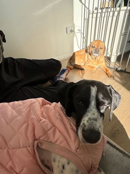 Confident Dogs - Canine Behavior Modification Real Dogs, Real Transformations photo 10