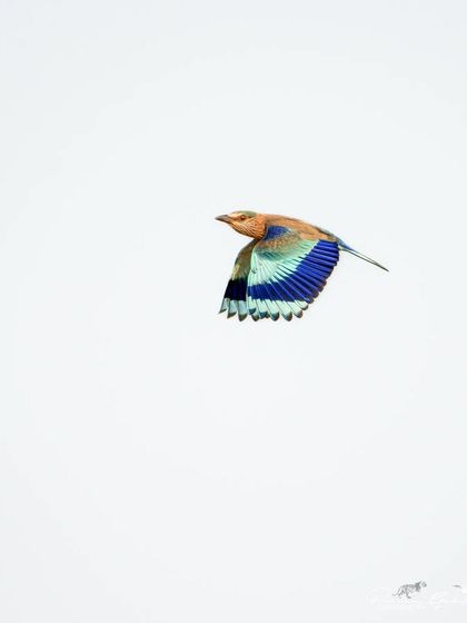 A clean shot of the Indian Roller in flight.