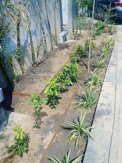 Planting in progress. Here, we are creating a natural privacy screen using bamboo and other shrubs along a driveway.