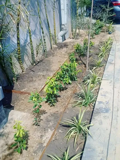 Planting in progress. Here, we are creating a natural privacy screen using bamboo and other shrubs along a driveway.