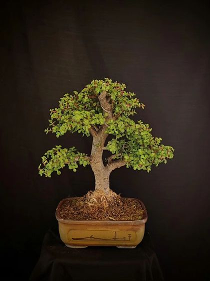 A classic, well-balanced Jade bonsai presented against a black backdrop. Its simple elegance makes it a timeless piece.