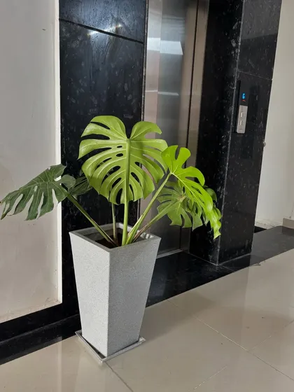 A Monstera plant in a grey planter stands next to an elevator with a black marble finish. The contrast between the plant's organic shape and the sleek, modern architecture is a hallmark of our design philosophy.