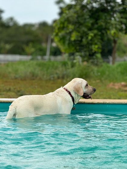 The Pawsome Camp - Dog Daycare & Boarding Splash Zone: Our Pooch Pool photo 17
