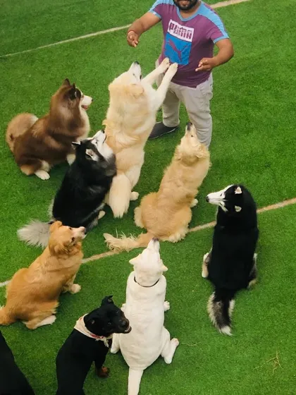 This is what a happy, well-behaved pack looks like. A group of dogs of various breeds are all sitting and looking up, waiting for a command. This is the power of group socialization and training.
