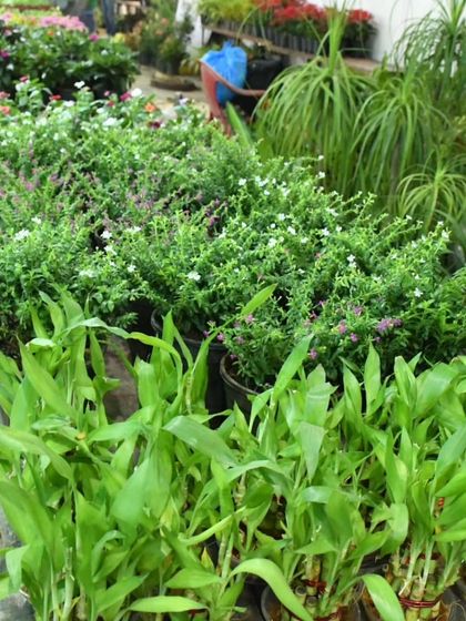 The Festival Vibe: A Celebration of Nature photo 11