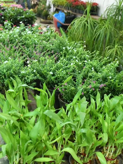 From lucky bamboo to small flowering shrubs, our collection caters to all tastes and needs. We grow and source a wide range of plants known for their beauty, resilience, and positive energy.