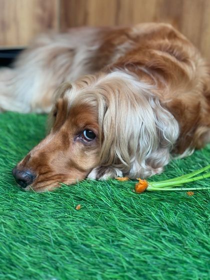 After a good chew, Posto rests beside his carrot. It's both a toy and a treat for him.