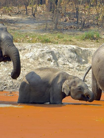 Manya Upadhyay - Travel & Documentary Photography Wildlife Encounters photo 6