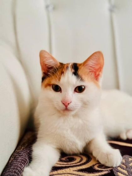 ADOPTED! Another portrait of the beautiful calico, now relaxing in her forever home.