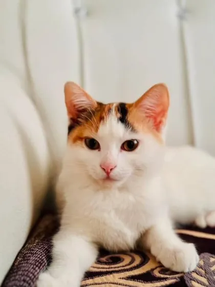 ADOPTED! Another portrait of the beautiful calico, now relaxing in her forever home.