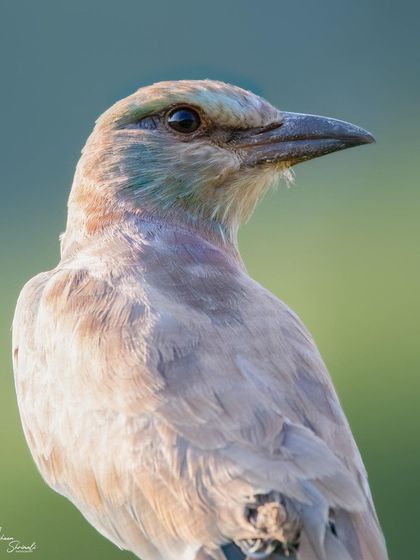 A headshot of a juvenile European Roller I photographed in Jhalana, India. While its colors are more muted than an adult's, the soft light still brings out the subtle blue and lilac tones in its feathers.
